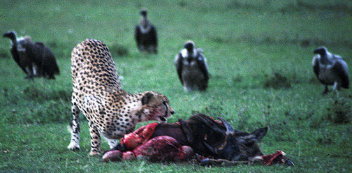 Acinonyx jubatus