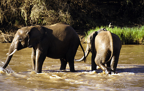 Loxodonta africana