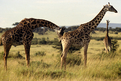 Giraffes3_4_98