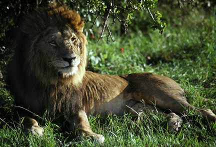 Panthera leo