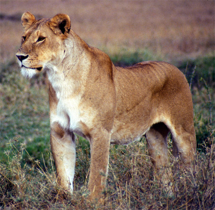 Panthera leo