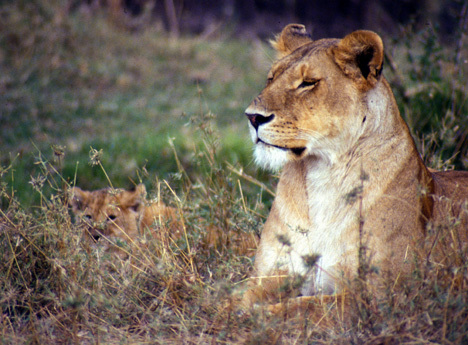 Panthera leo