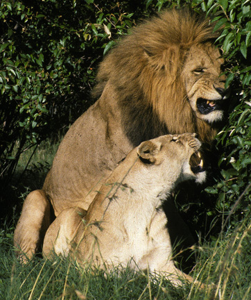 Lions2mating3_89