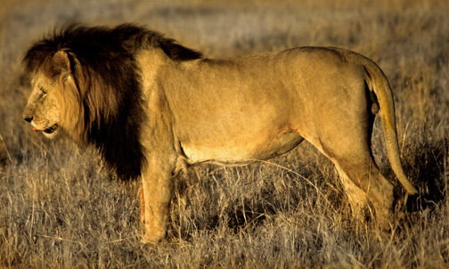 Photo of Panthera leo