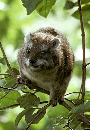 Dendrohyrax arboreus