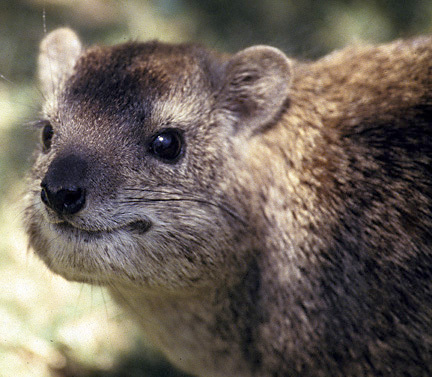 Dendrohyrax arboreus