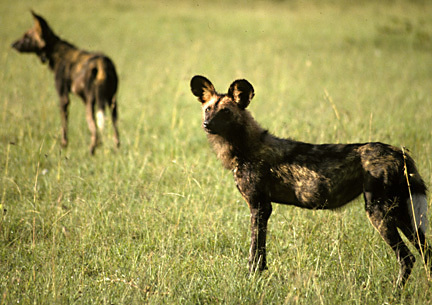 Endangered Wild Dogs Rely on Diverse Habitat to Survive Around