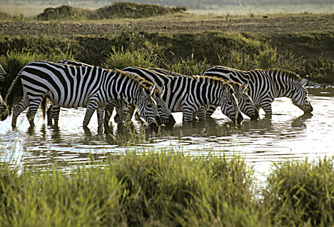 Zebra legs, Two zebras - three forelegs, not quite sure how…