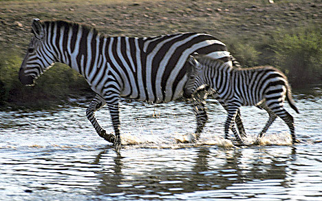 Equus burchellii