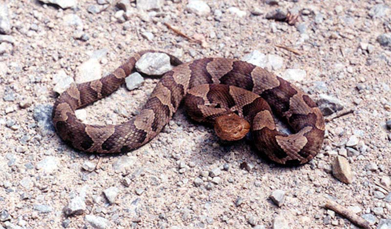 copperhead