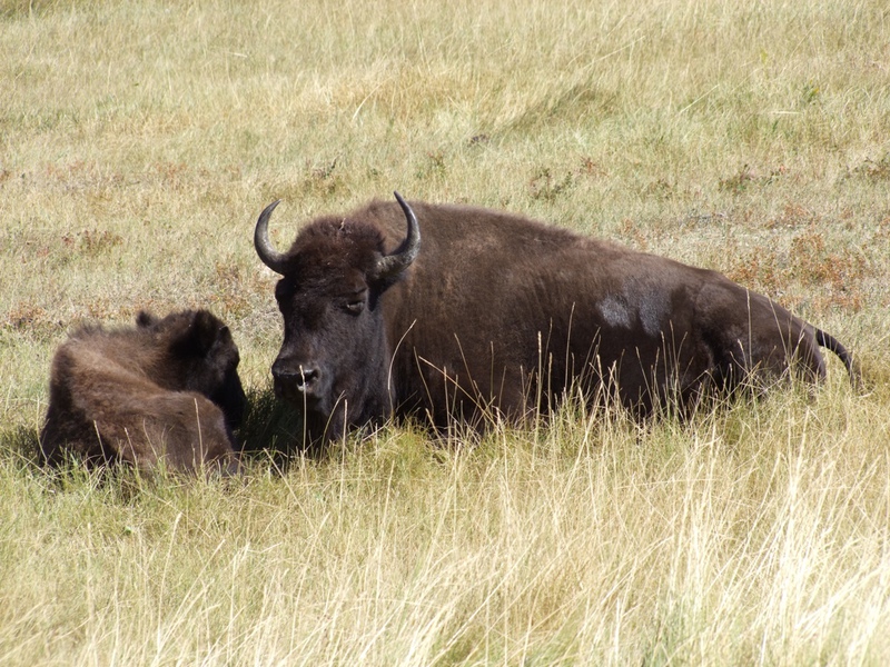 Bison bison