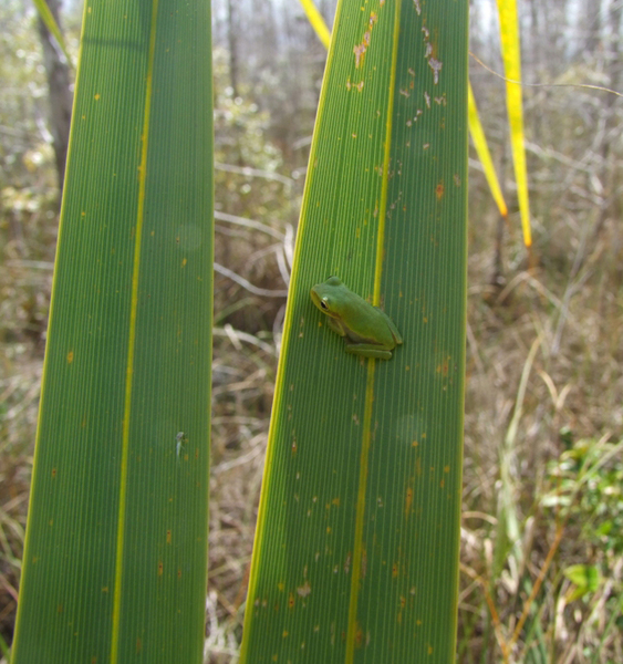 Hyla cinerea