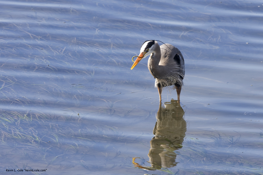 Ardea herodias