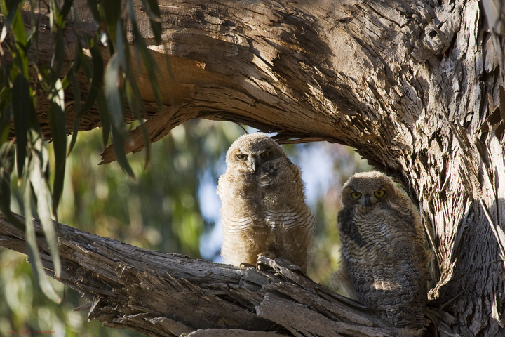 ADW: Bubo Virginianus: PICTURES