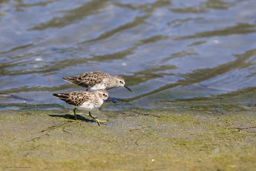 Calidris minutilla