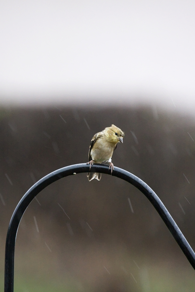 Carduelis tristis