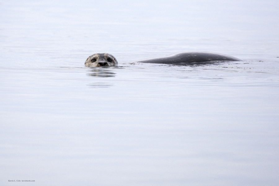 Phoca vitulina