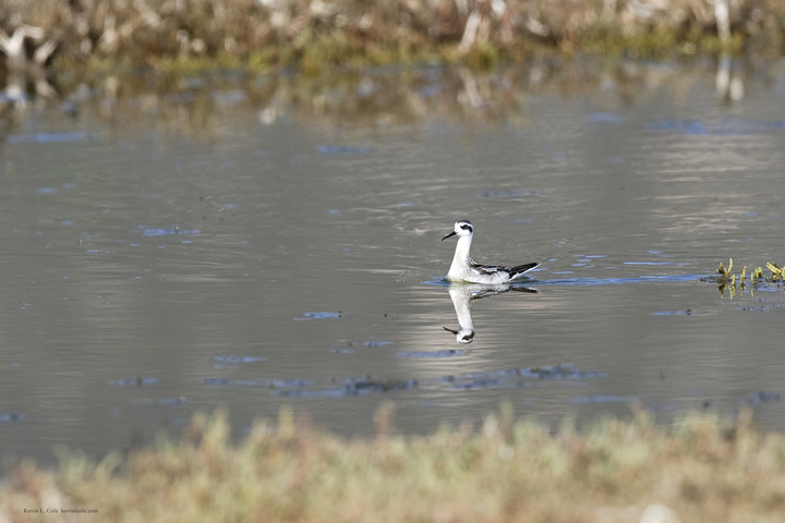 Photo of Phalaropus lobatus