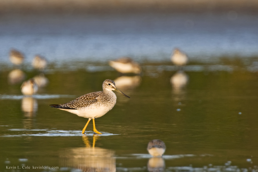 Charadriiformes