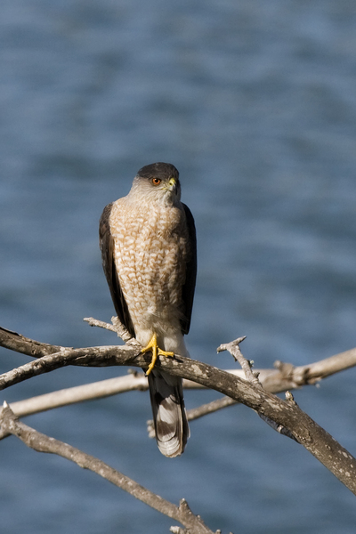 Accipiter cooperii