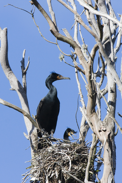 Phalacrocorax auritus