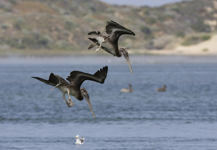 Photo of Pelecanus occidentalis