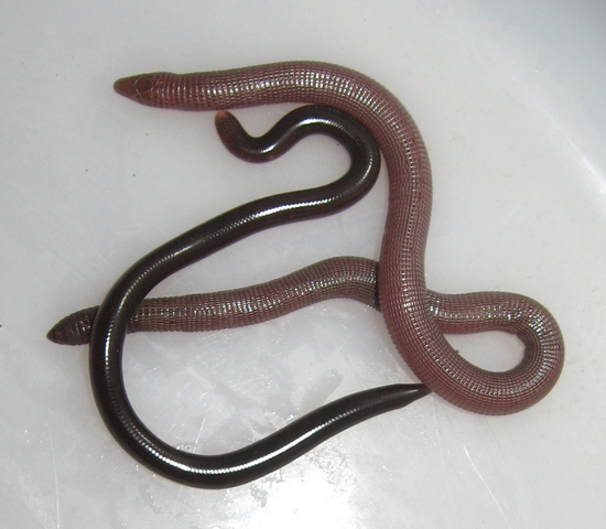 Photo of Amphisbaena manni