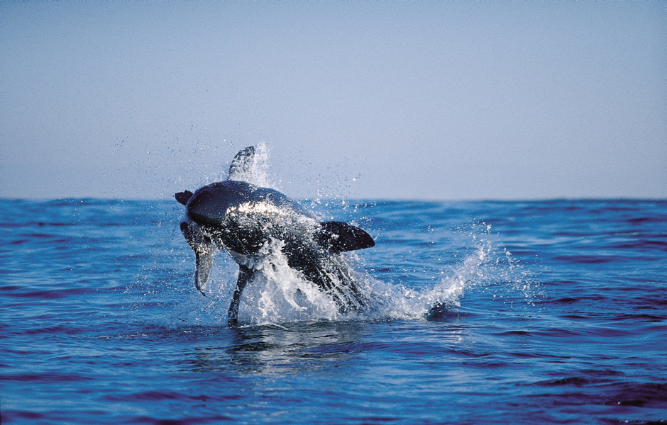 Carcharodon carcharias