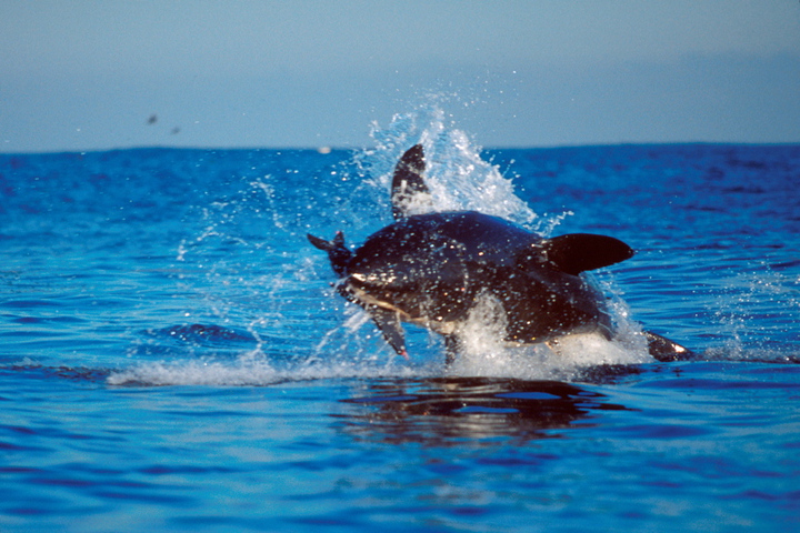 Photo of Carcharodon carcharias