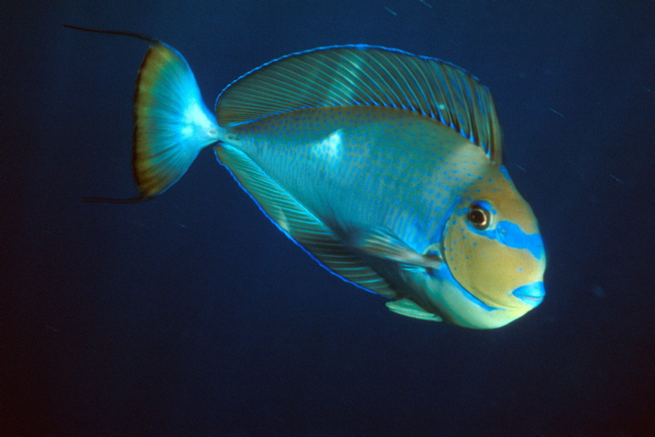 Doctorfish  Animal-World