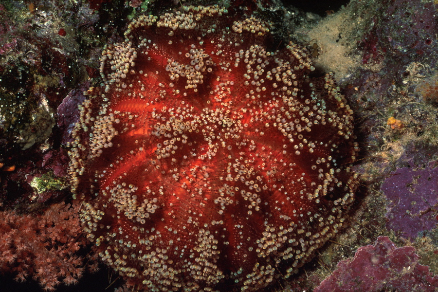 Echinoidea