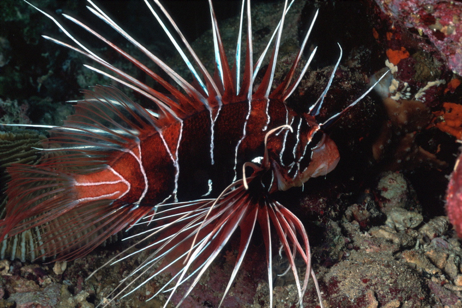 Pterois