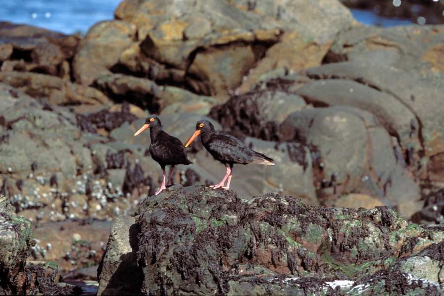 Haematopus moquini