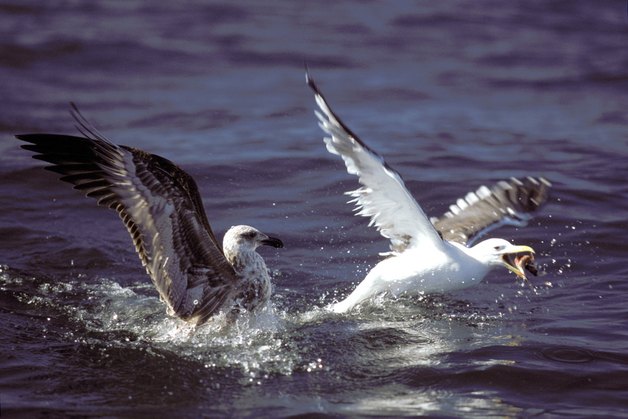 Charadriiformes