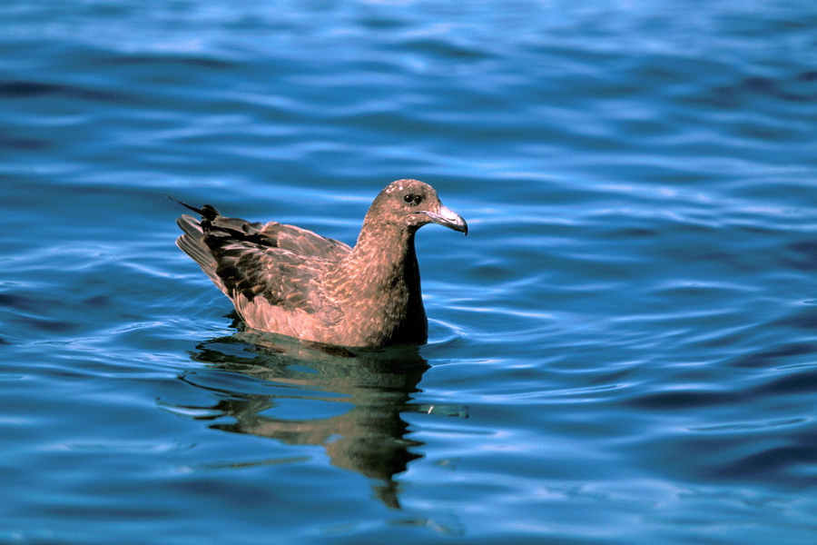 Charadriiformes