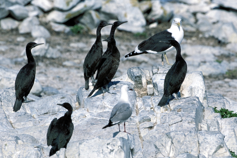 Phalacrocorax