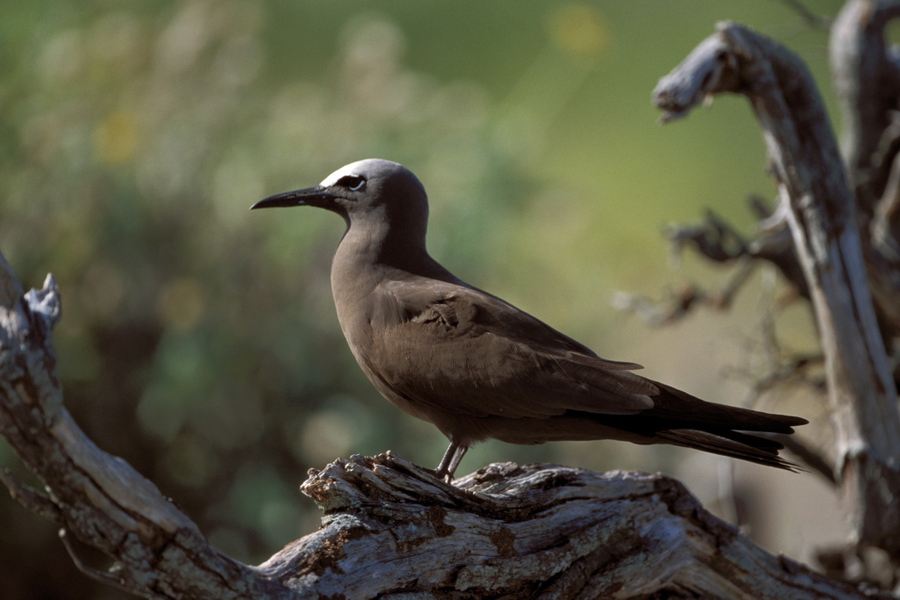 Charadriiformes