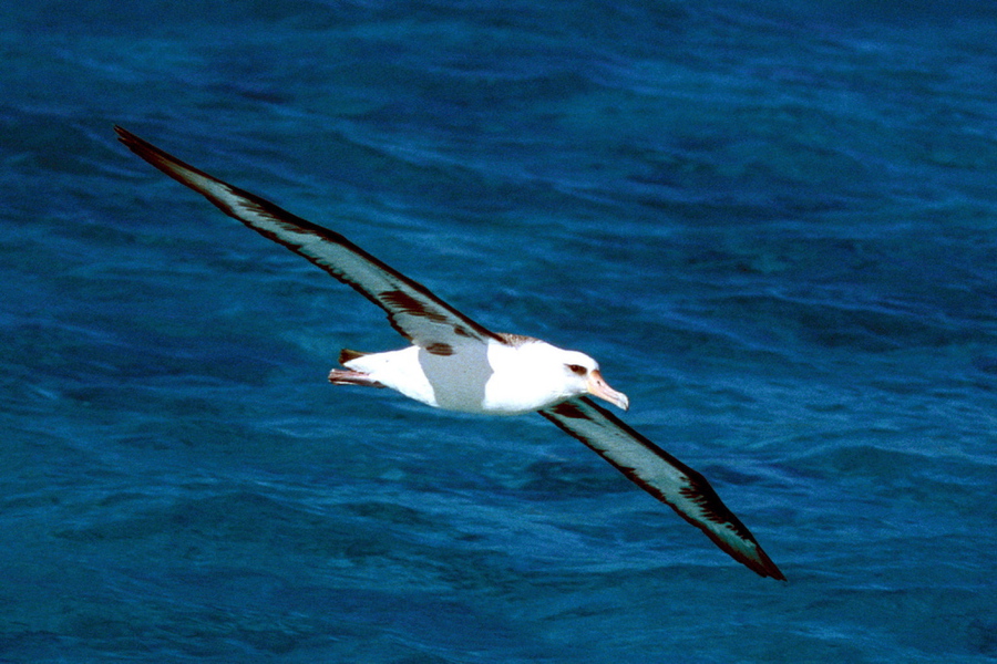 Phoebastria immutabilis