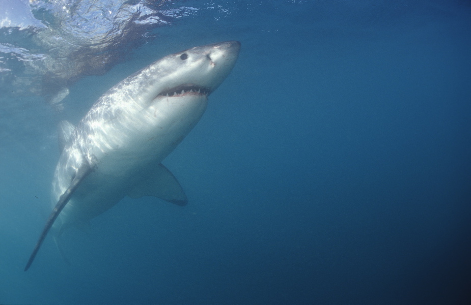 Carcharodon carcharias