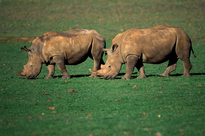 ceratotherium simum white rhinoceros