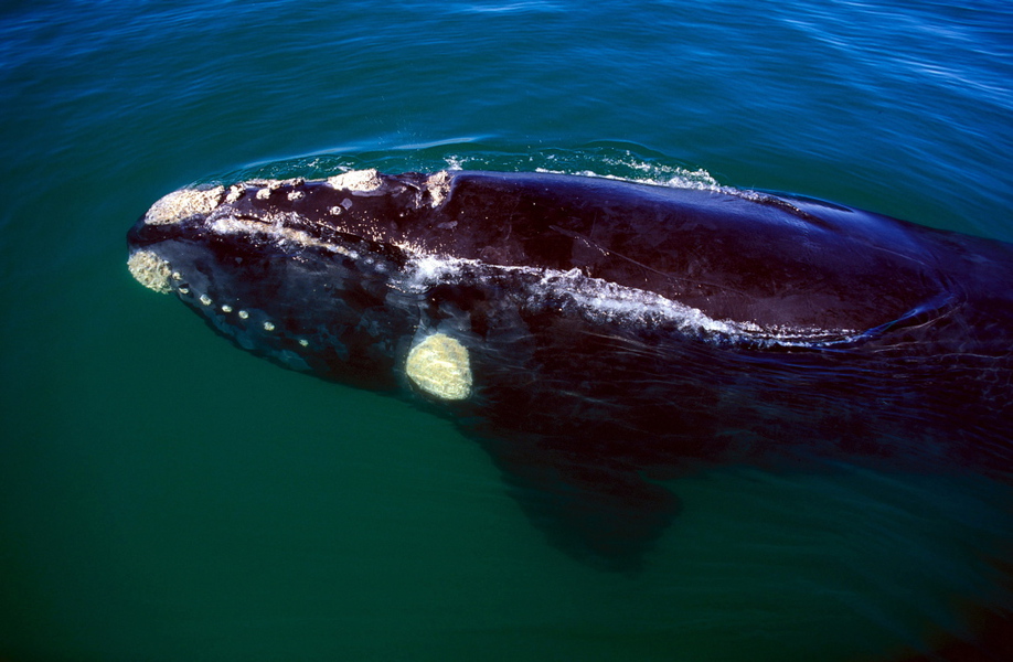 Eubalaena australis (Southern right whale)