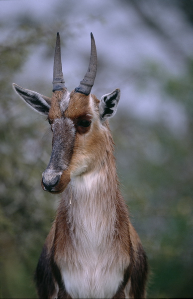 Damaliscus pygargus