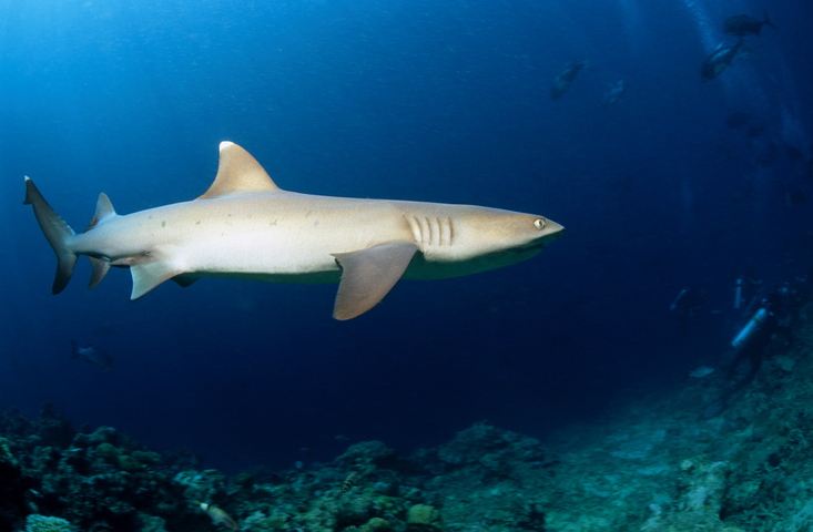 Caribbean Reef Sharks – Making their home on the Key Largo Reefs