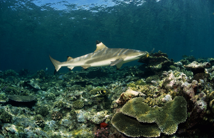 Photo of Carcharhinus melanopterus