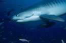 Midwife to a Tiger Shark, Science Features