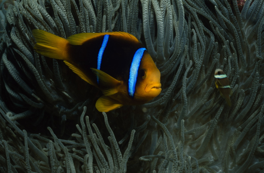 Amphiprion