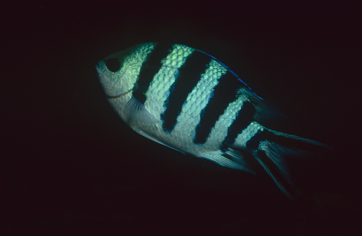 Photo of Abudefduf sexfasciatus