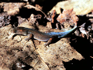 Coleodactylus