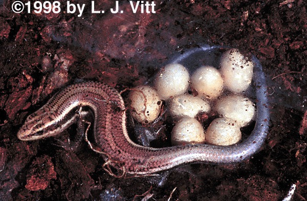 File:Snake-cobra.gif - Wikimedia Commons