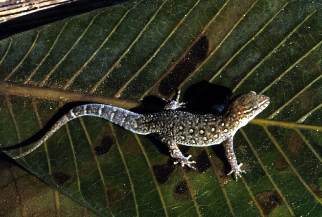 Gymnodactylus_geckoides